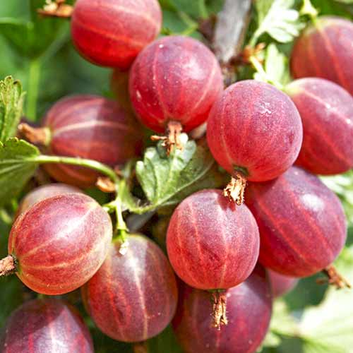 Крыжовник Садко изображение 1 артикул 4335