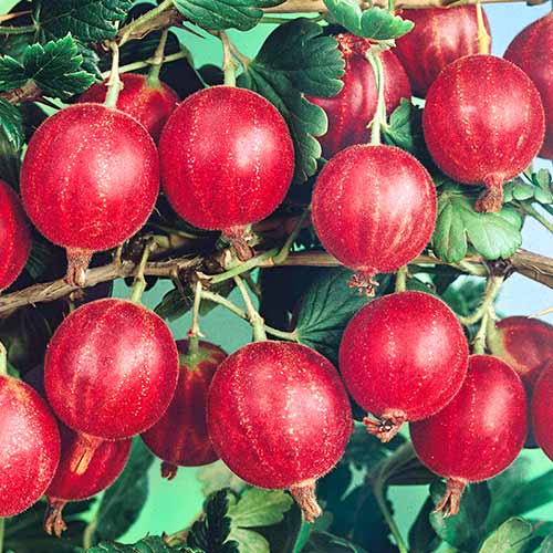 Крыжовник Салют изображение 1 артикул 4336