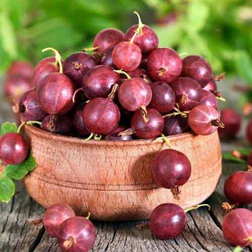 Крыжовник Северный капитан изображение 1 артикул 5719