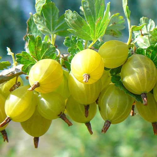 Крыжовник Юбилейный артикул фото 1 Крыжовник Юбилейный изображение 1 артикул 4340