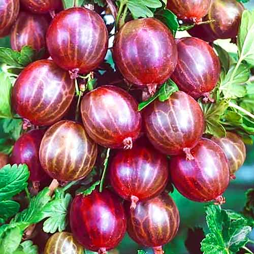 Крыжовник Уральский розовый изображение 1 артикул 8033