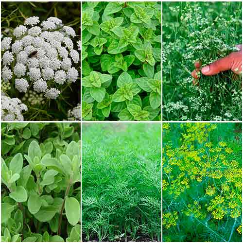 Кухонные пряности к птице, смесь семян изображение 1 артикул 65927