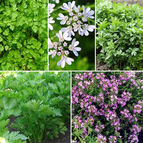 Кухонные пряности к супам, смесь семян изображение 1 артикул 65019