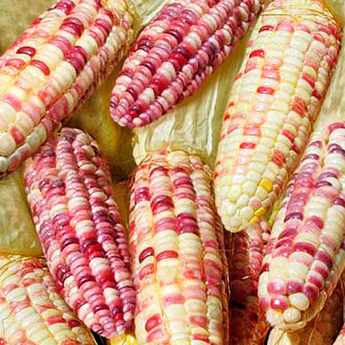 Кукуруза Черная жемчужина F1 изображение 1 артикул 71835