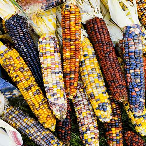 Кукуруза декоративная Яркие одёжки изображение 1 артикул 71903