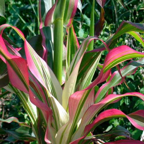 Кукуруза декоративнолистная Пестрая лента изображение 1 артикул 71343