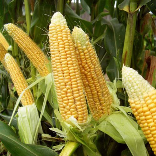 Кукуруза Экстра Эрли Экстра Свит F1 Русский огород НК изображение 1 артикул 82767