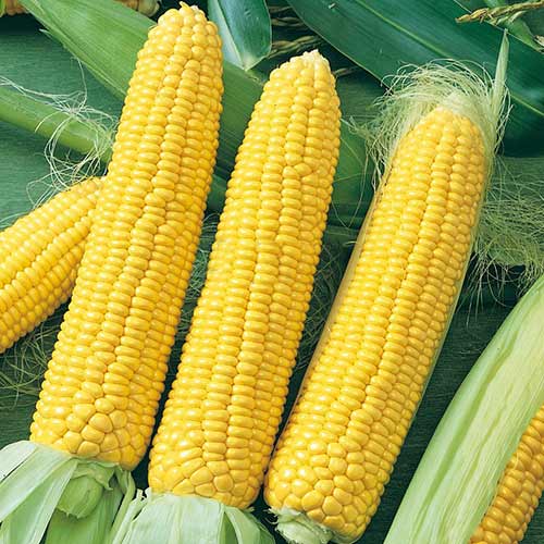 Кукуруза Кубанская консервная 148 Седек артикул фото 1 Кукуруза Кубанская консервная 148 Седек изображение 1 артикул 84897