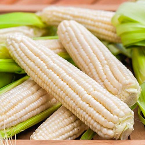 Кукуруза Ледяной нектар артикул фото 1 Кукуруза Ледяной нектар изображение 1 артикул 82741