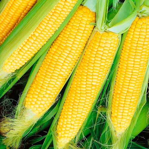 Кукуруза сахарная Хуторянка изображение 1 артикул 71299