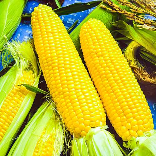 Кукуруза сахарная Тройная сладость изображение 1 артикул 71298