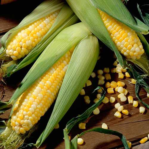 Кукуруза Сливочный нектар F1 Русский огород НК изображение 1 артикул 82742