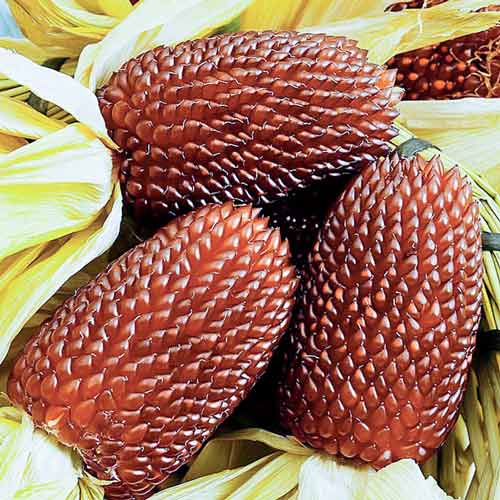 Кукуруза Земляничная поляна изображение 1 артикул 71296