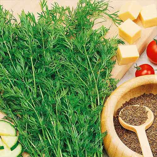 Кумин Восточная сказка Седек изображение 1 артикул 84911