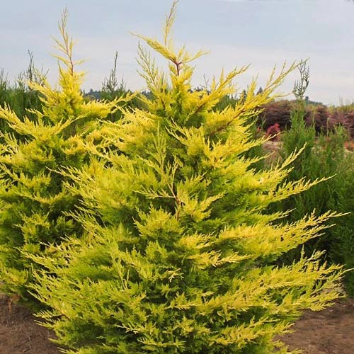 Купрессоципарис Лейланда Голд Райдер артикул фото 1 Купрессоципарис Лейланда Голд Райдер изображение 1 артикул 9426