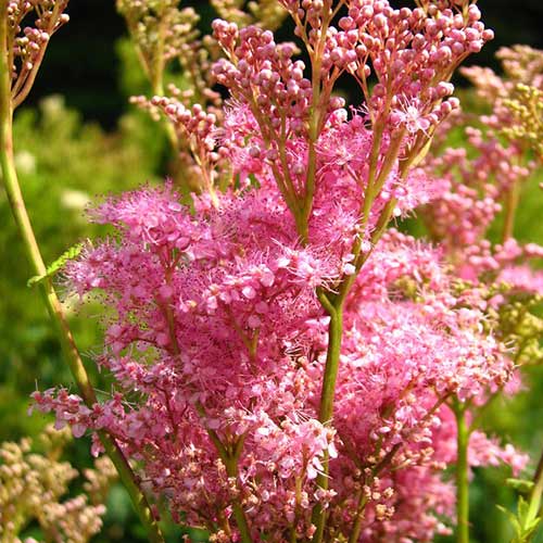 Лабазник (Филипендула) Венуста изображение 1 артикул 76067