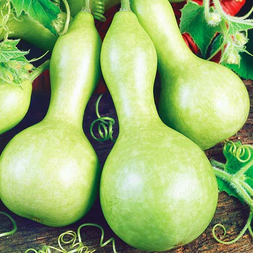 Лагенария Бутыль F1 изображение 1 артикул 74278