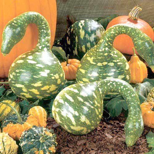 Лагенария Гусь в яблоках Русский огород НК изображение 1 артикул 65338