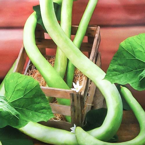 Лагенария Змеевидная, семена изображение 1 артикул 74276