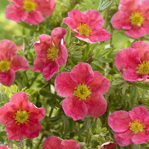 Лапчатка Данни Бой изображение 1 артикул 01166