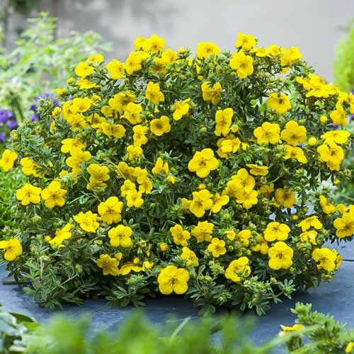 Лапчатка Саммерфлор изображение 1 артикул 9590