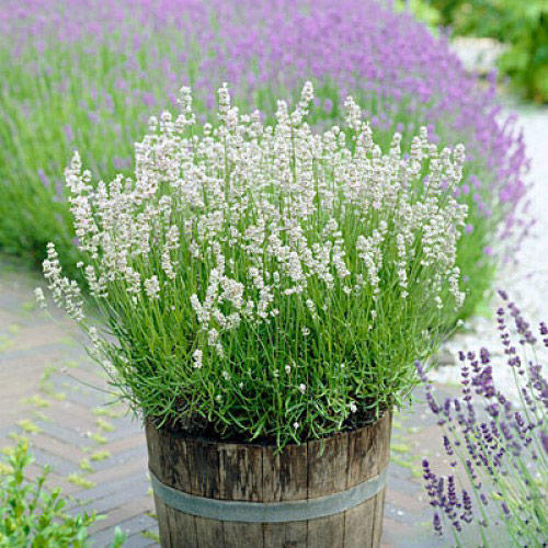 Лаванда Эллеганс Айс артикул фото 1 Лаванда Эллеганс Айс изображение 1 артикул 68690