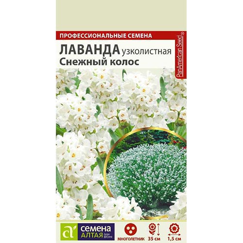Лаванда Снежный колос, семена изображение 1 артикул 94187