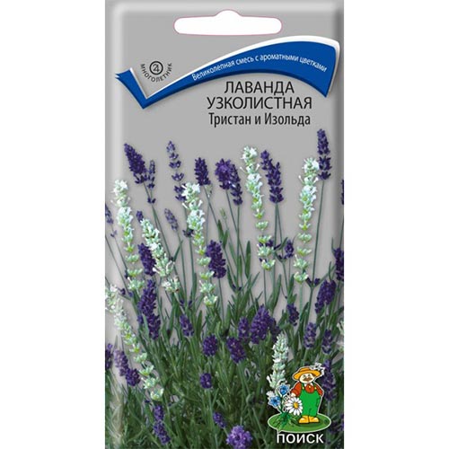 Лаванда Тристан и Изольда, семена изображение 1 артикул 93024