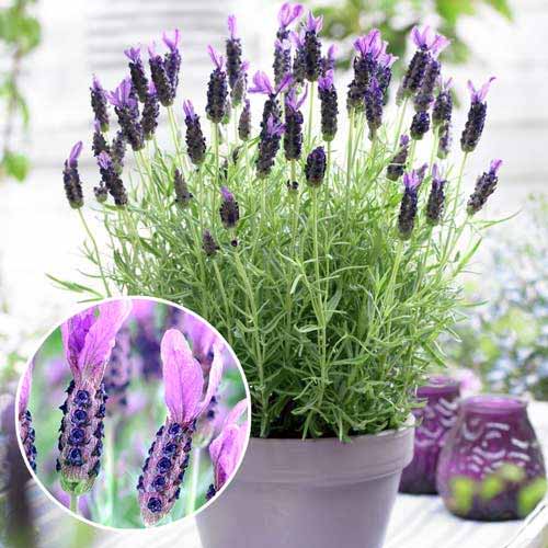 Лаванда Виктори изображение 1 артикул 9068