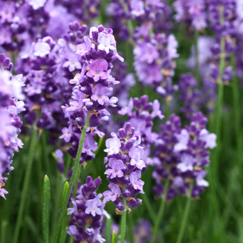 Лаванда Дварф Блю изображение 2 артикул 7234