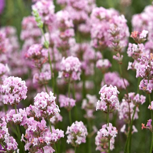 Лаванда  Розеа изображение 2 артикул 68691