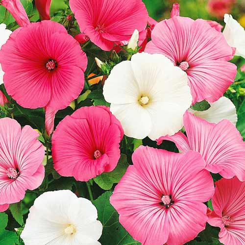 Лаватера трехмесячная, смесь окрасок изображение 1 артикул 71977
