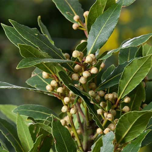 Лавр благородный изображение 1 артикул 01237