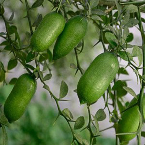 Лайм пальчиковый изображение 1 артикул 01238