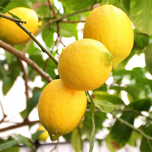 Лаймкват Лейкленд изображение 1 артикул 01239