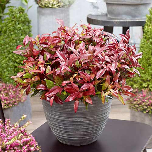 Леукотоэ Ред Липс изображение 1 артикул 9535