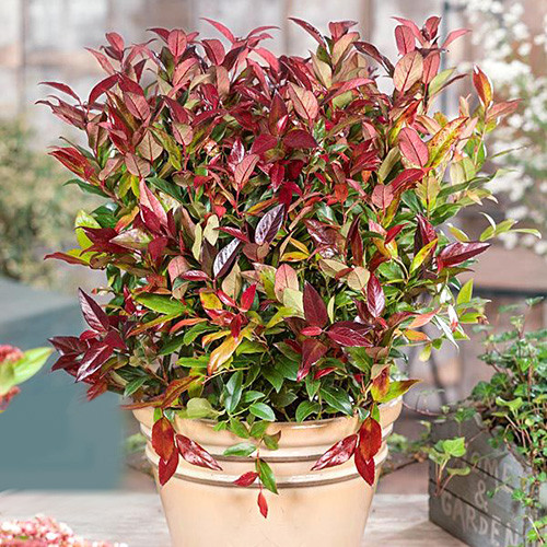 Леукотоэ Зеблид изображение 1 артикул 4003