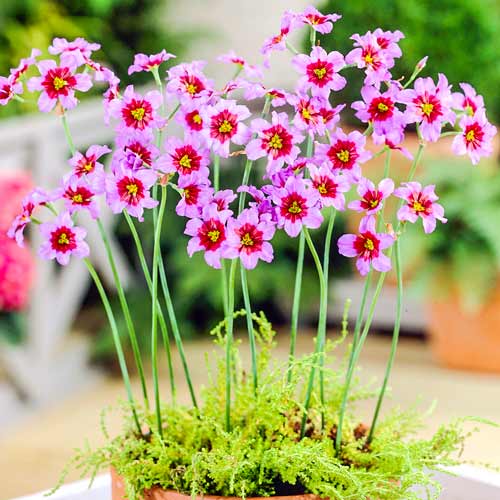 Левкокорина Андес изображение 1 артикул 68016