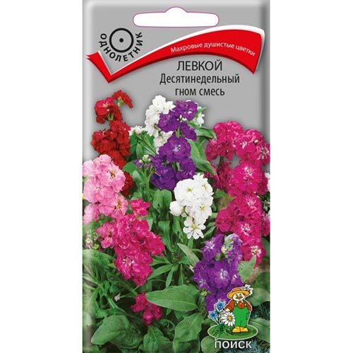 Левкой Десятинедельный гном, смесь окрасок изображение 1 артикул 93034