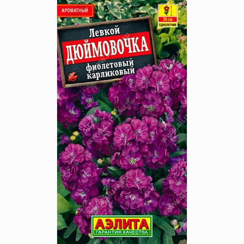 Левкой карликовый Дюймовочка фиолетовый Аэлита изображение 1 артикул 98992