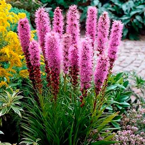 Лиатрис Спиката изображение 1 артикул 76300