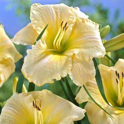 Лилейник Арктик Сноу артикул фото 1 Лилейник Арктик Сноу изображение 1 артикул 68694