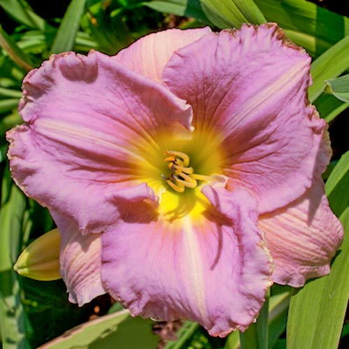 Лилейник Биг Блю артикул фото 1 Лилейник Биг Блю изображение 1 артикул 68698