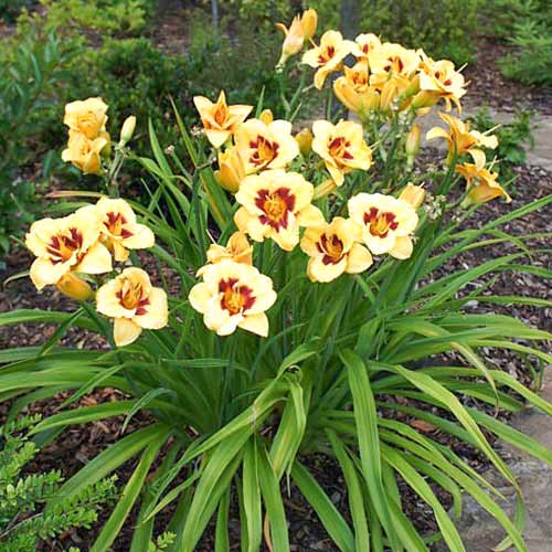 Лилейник Блэкберри Кэнди артикул фото 2 Лилейник Блэкберри Кэнди изображение 2 артикул 61014