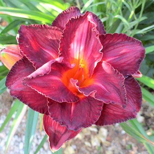 Лилейник Бургунди Лав изображение 1 артикул 61015