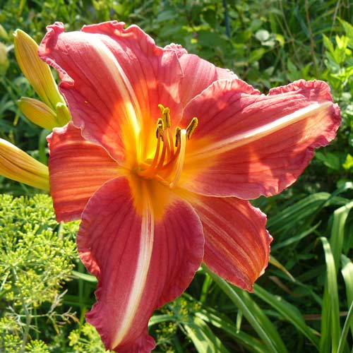 Лилейник Черри Чикс артикул фото 1 Лилейник Черри Чикс изображение 1 артикул 76096