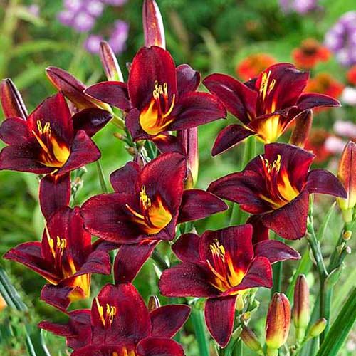 Лилейник Чоколат Кэнди артикул фото 1 Лилейник Чоколат Кэнди изображение 1 артикул 61025