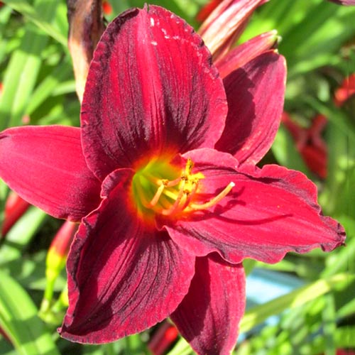 Лилейник Джипси Тертл артикул фото 1 Лилейник Джипси Тертл изображение 1 артикул 61018