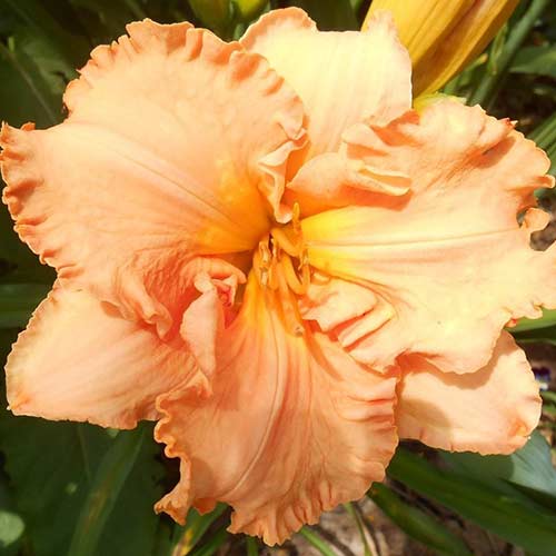 Лилейник Элизабет Солтер артикул фото 1 Лилейник Элизабет Солтер изображение 1 артикул 76543