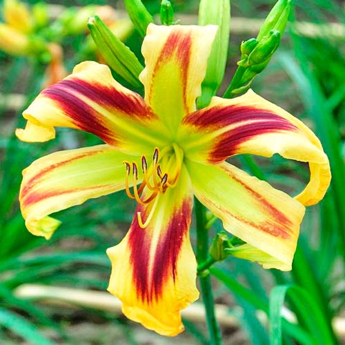 Лилейник Фри Вилин артикул фото 1 Лилейник Фри Вилин изображение 1 артикул 76270